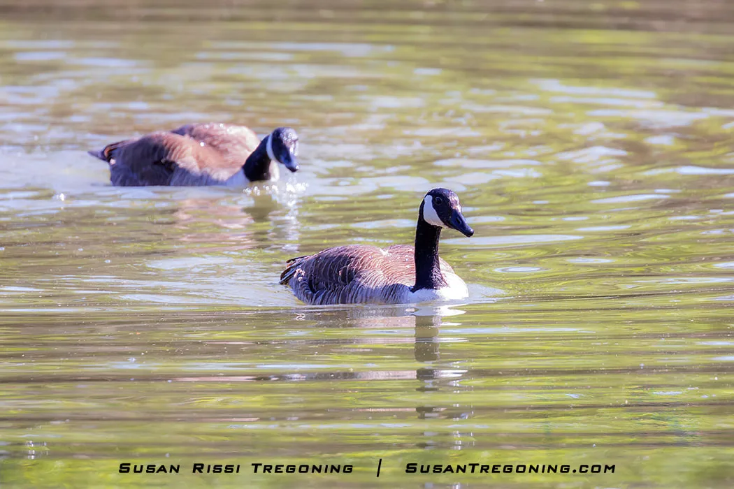 A female Canada Goose swims away after finishing her bath while the Gander remains behind, beginning to bathe in open water.