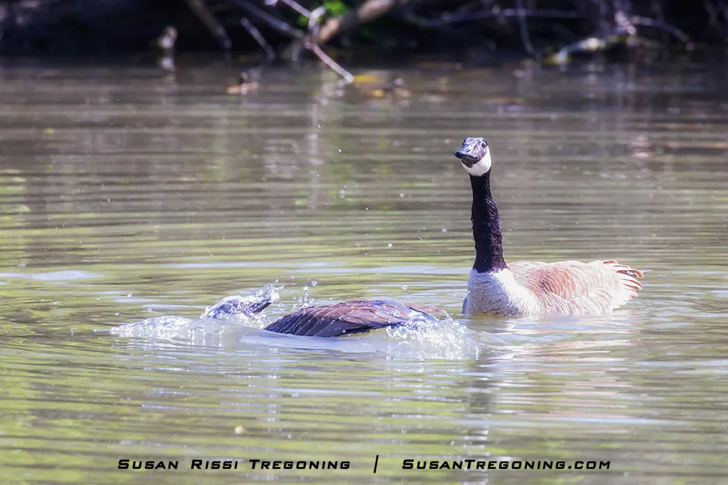 A female Canada Goose bathes in open water while the Gander remains close, watching. After she finishes, he will begin his own bathing routine.