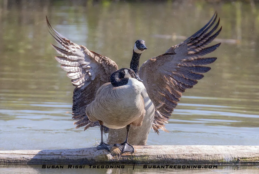 A Gander lifts himself out of the water behind a female Canada Goose with his wings spread, throwing water toward her as he rises.
