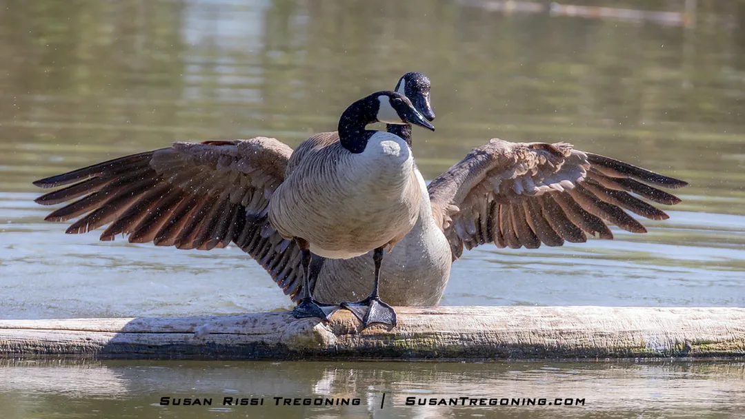 A Gander stands behind a female Canada Goose after bathing, lowering his wings and holding them open briefly in a posture not typical of wing‑drying behavior.