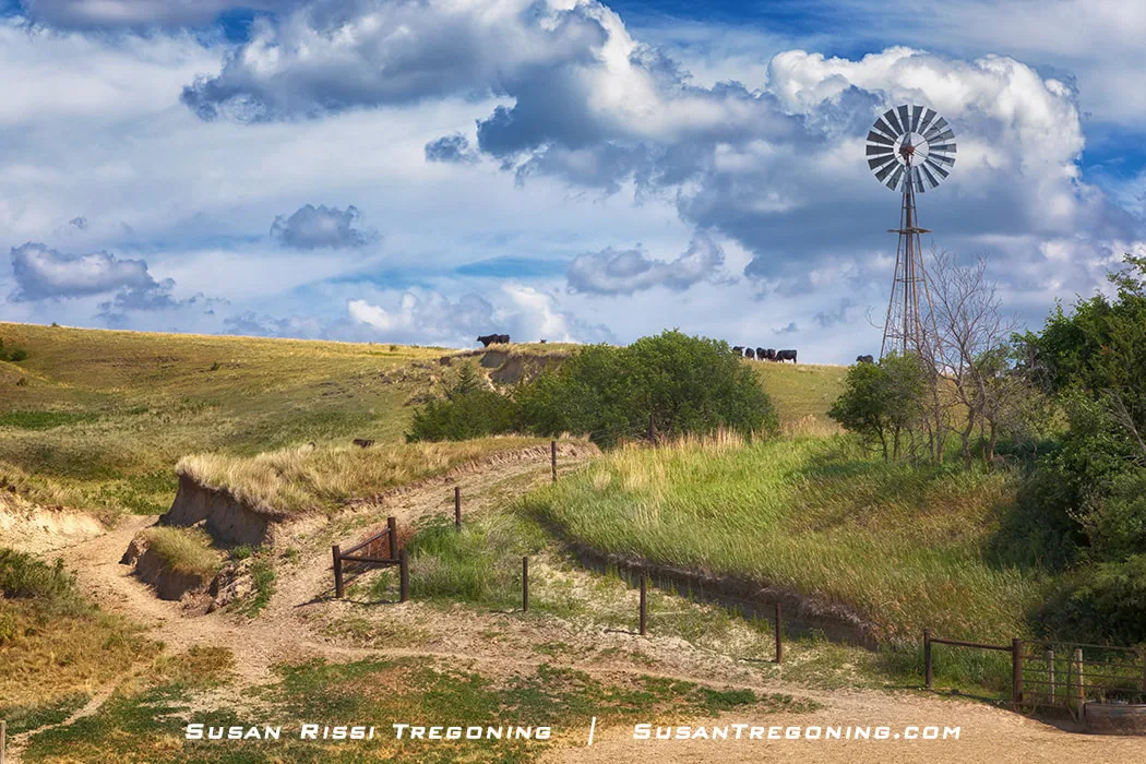Cattle stand near a tall metal windmill on the grass‑covered dunes of the Nebraska Sandhills, with rolling hills and a partly cloudy sky in the background.