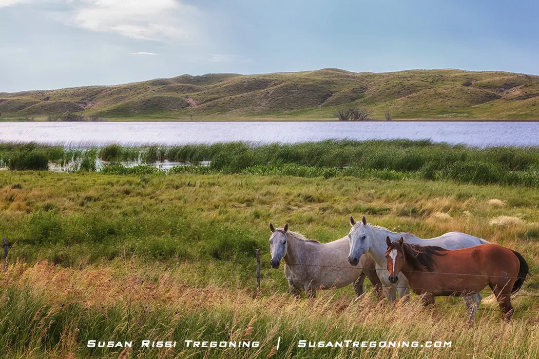 Three horses stand near a barbed‑wire fence in a grassy field beside a lake bordered by tall reeds, with rolling hills and scattered clouds in the background.