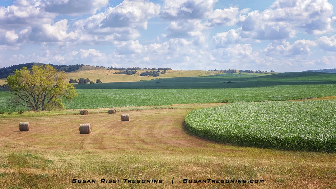 A rural landscape shows large round hay bales scattered across a mowed grassy area beside a curved green cornfield. A single tree stands to the left, with rolling hills and a partly cloudy sky in the distance.