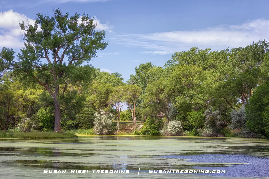 A small lake with patches of aquatic plants reflects surrounding green trees and a partly cloudy sky.
