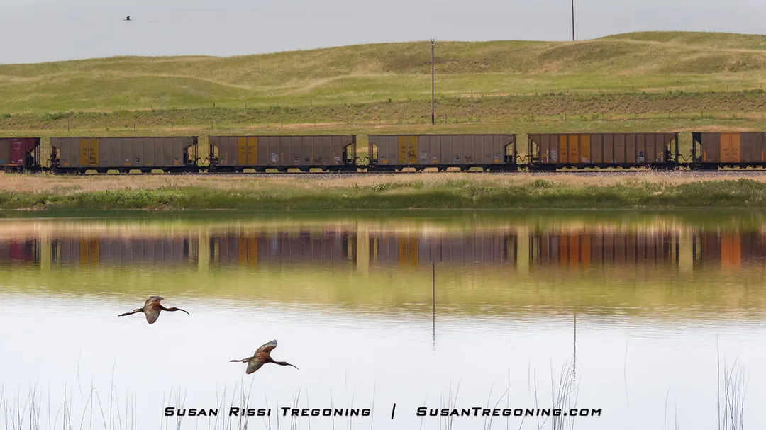 Two Ibis fly over a calm wetland in the foreground as a long freight train travels along tracks beside the water, its reflection visible against rolling grassy hills.