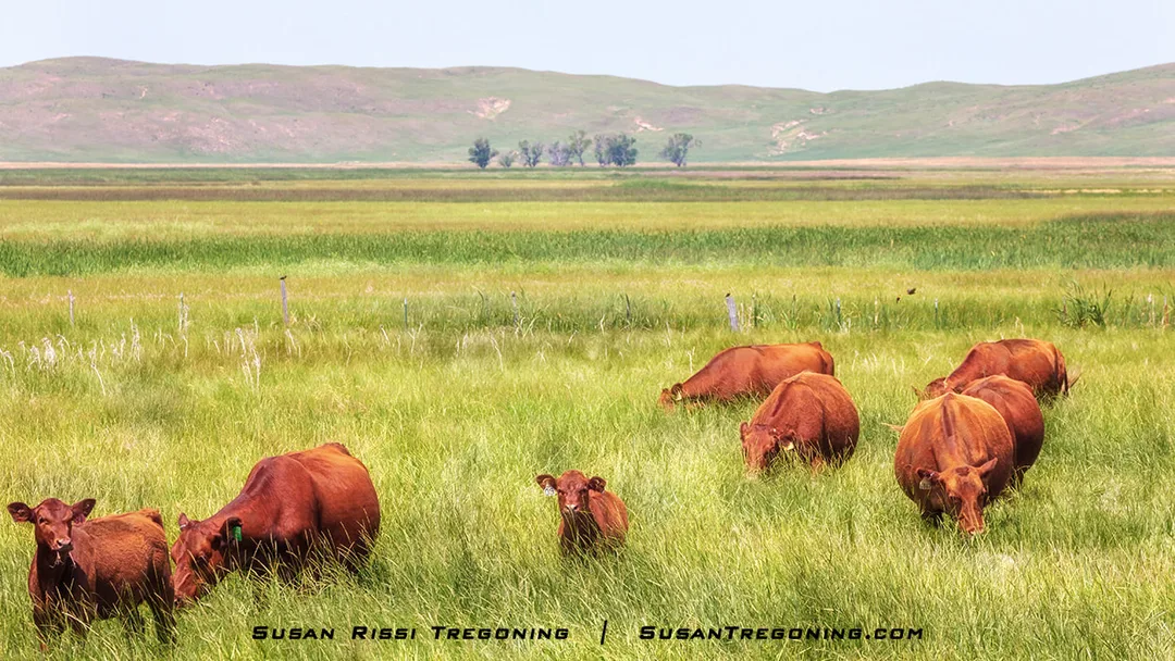 A group of Red Angus cattle grazes in tall green grass on rolling prairie hills under a clear sky.