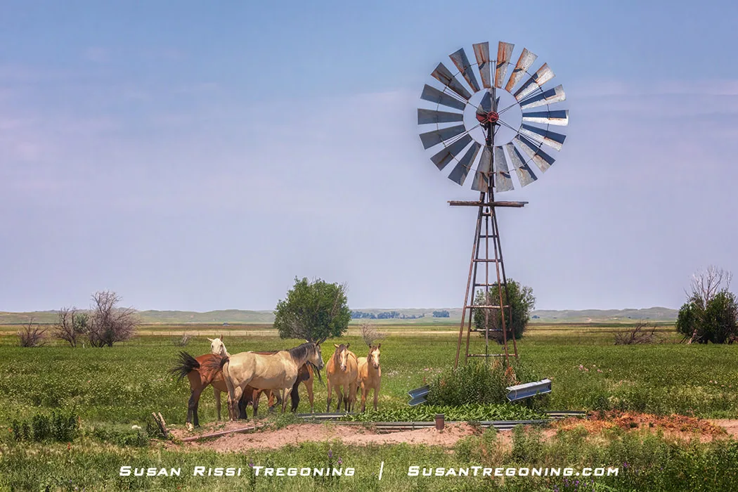 Five horses stand near a metal windmill and water tub in a grassy pasture, with open fields and scattered trees stretching into the distance under a clear blue sky.