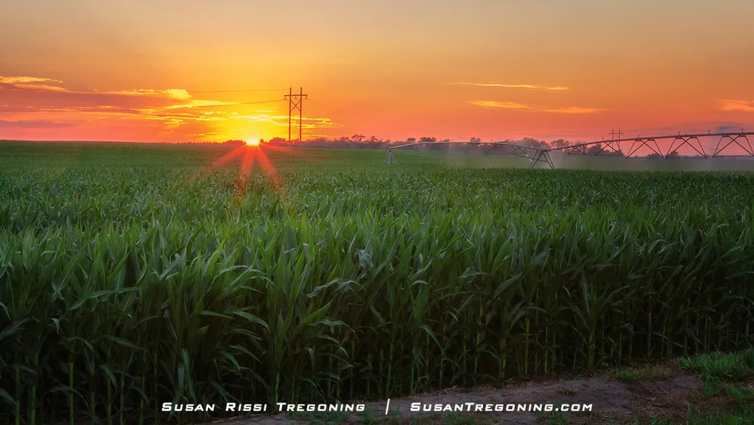 A tall green cornfield fills the foreground, with the setting sun casting orange and yellow light across the sky. An irrigation system and power lines extend across the field, with trees and farmland visible in the distance.