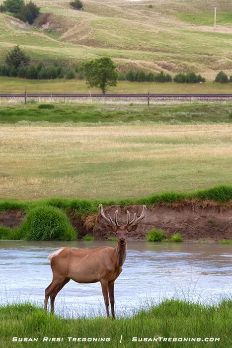 A bull elk with large antlers stands in a shallow river surrounded by green grass, with rolling hills, scattered trees, a fence, and a railroad track in the background.