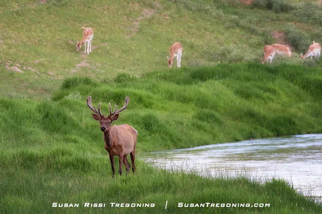 A bull elk with velvet‑covered antlers stands beside a river in a grassy landscape, with several spotted deer grazing on the hillside in the background.