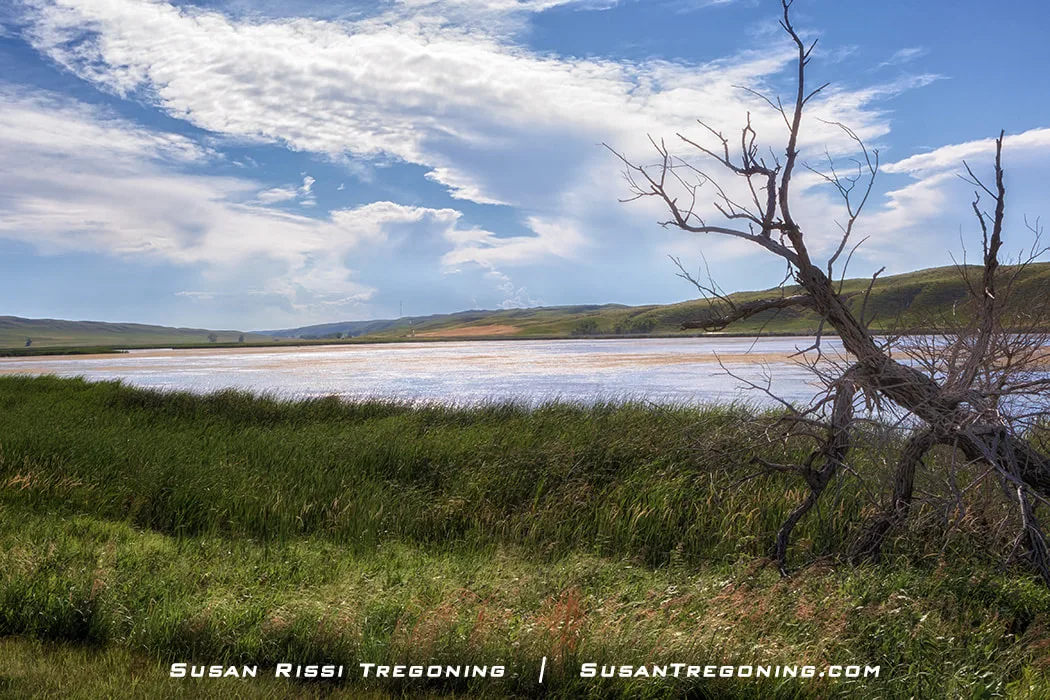 A calm lake sits among rolling green hills under a partly cloudy blue sky. In the foreground, a leafless tree with twisted branches stands near the water’s edge, with grass and open fields stretching into the distance.