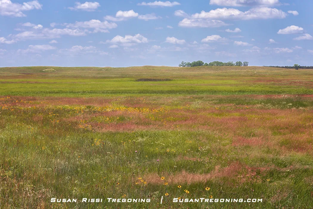 A wide prairie landscape with gently rolling hills covered in multicolored grasses and wildflowers. The foreground shows green, yellow, and reddish vegetation, with lighter green fields and a distant tree line under a bright blue sky with scattered white clouds.