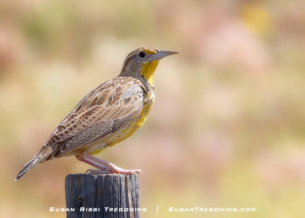 A Western Meadowlark stands on a wooden fence post in a grassy prairie landscape under a clear sky.