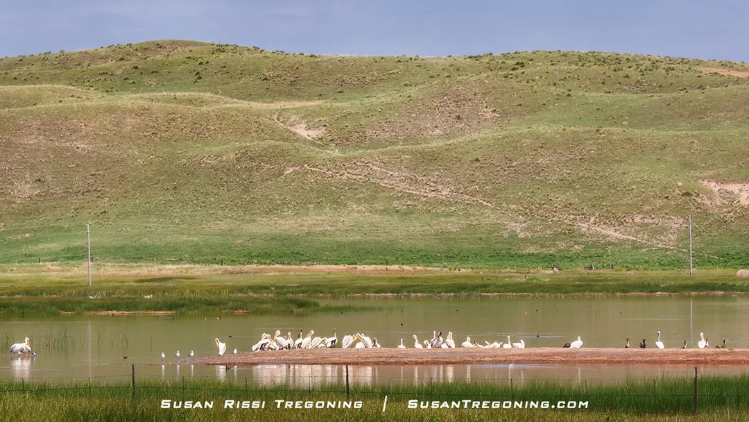 A group of American White Pelicans stands on a sandbar in a lake surrounded by rolling grassy hills under a clear blue sky.