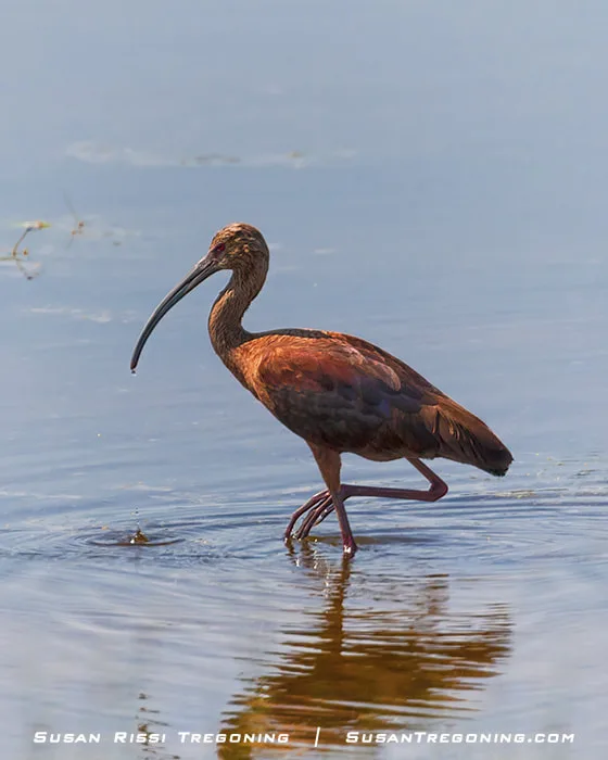 A White‑faced Ibis stands in shallow water with droplets falling from its bill, forming small ripples on the surface.