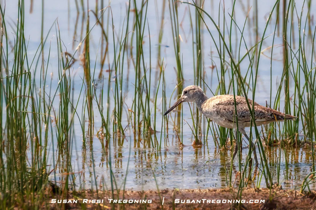 An Upland Sandpiper walks in shallow water at the edge of a wetland, foraging along the grassy shoreline.