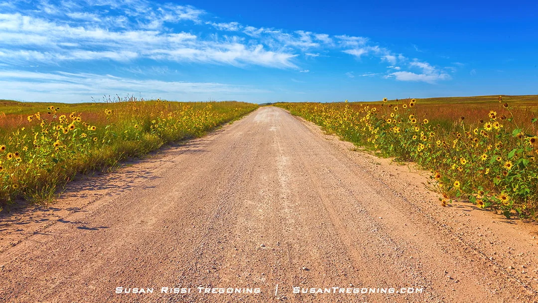 A dirt road is bordered on both sides by dense stands of yellow Plains Sunflowers, stretching into the distance across open prairie under a clear sky.