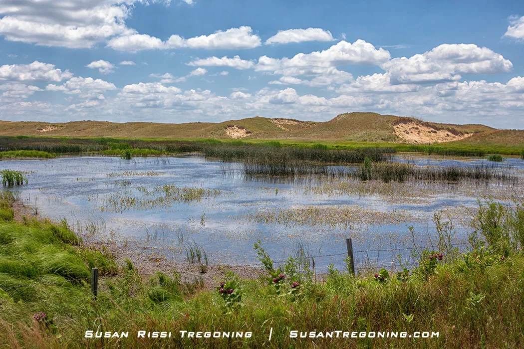 A small wetland with shallow water and patches of reeds sits among grassy vegetation and low sand dunes. Green grasses and wildflowers fill the foreground, and the sky above is bright blue with scattered white clouds.