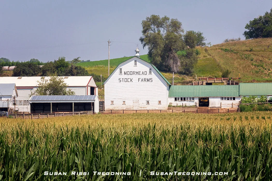 A view of the white Moorhead Stock Farms Barn in Moorhead, Iowa, seen across a cornfield with gold‑tasseled cornstalks. The field borders the Loess Hills National Scenic Byway, with the barn standing out against the surrounding landscape.