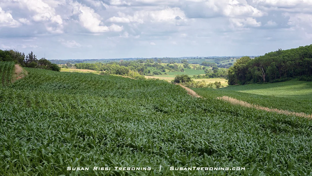 A view looking down the cornfields into the valley below from atop a ridge on Sawmill Hollow Loop.