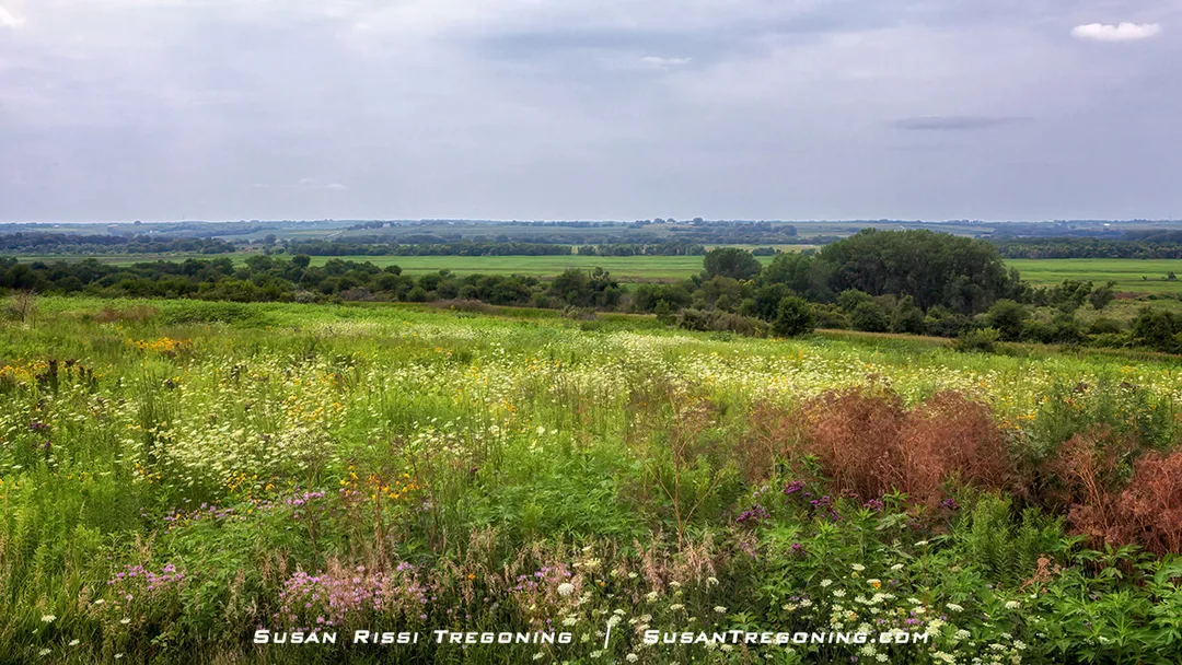Perched high on the Loess Hills ridgeline, the Riverton Wildlife Overlook can be found along the Pleasant Overview Loop of Iowa’s National Scenic Byway. From this vantage point, visitors gaze down into the sweeping valley that makes up the Riverton Wildlife Management Area. During summertime, the slopes beneath the overlook burst into color with wildflowers and teem with birds, butterflies, and countless other insects.