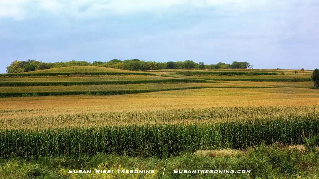 The cornfields become golden as the corn tassels emerge from the stalks in western Iowa's terraced fields along the Loess Hills National Scenic Byway spine.