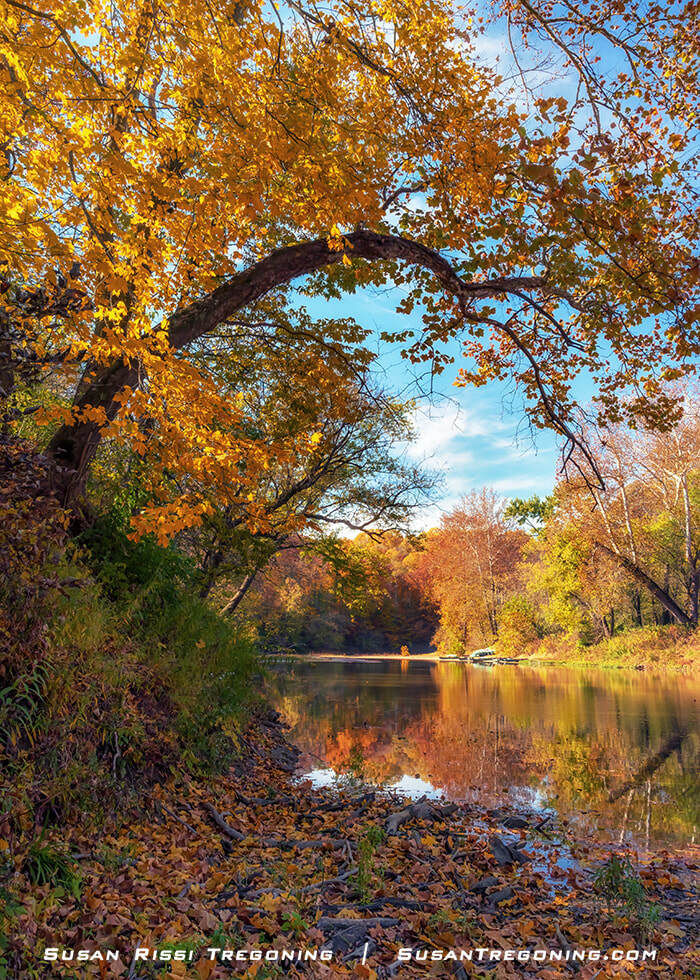 A calm stretch of Sugar Creek bordered by trees in full autumn color, with golden and orange foliage reflected in the still water and a large arching tree framing the scene from the riverbank.