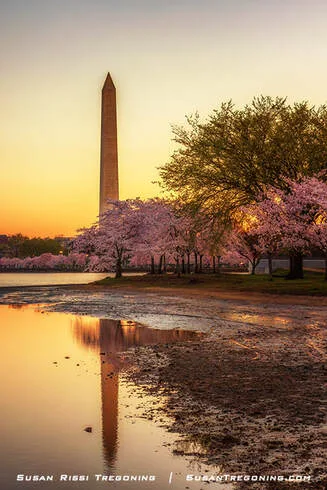 The Washington Monument at sunrise, reflected in the Tidal Basin and framed by peak cherry blossoms during the 2023 National Cherry Blossom Festival in Washington, DC.