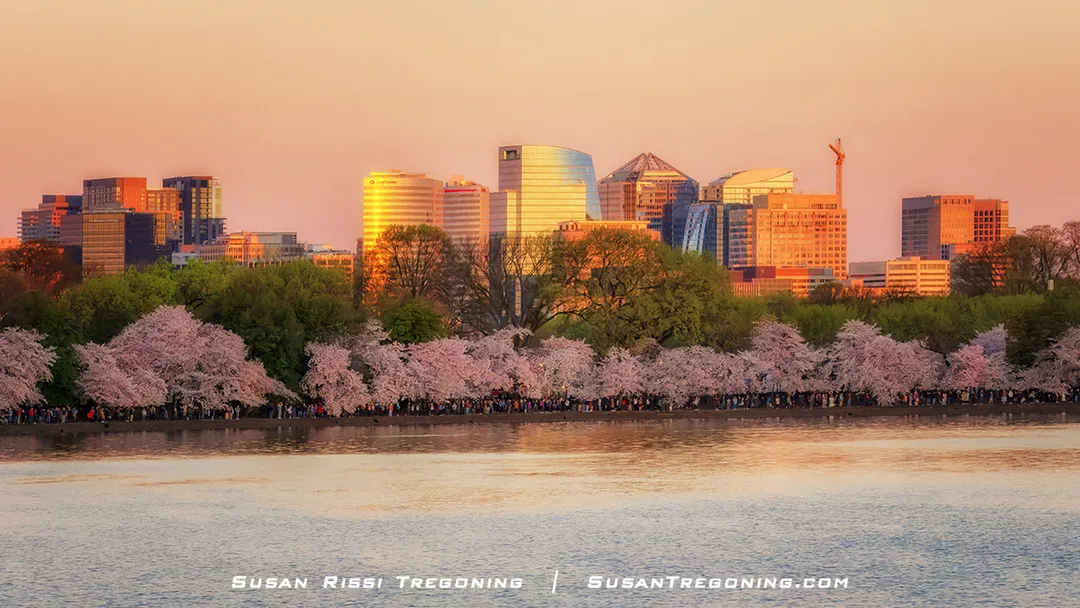 A sunrise view of the Rosslyn District skyscrapers in Arlington, Virginia, rising above the cherry blossom trees around the Washington, DC Tidal Basin at peak bloom.