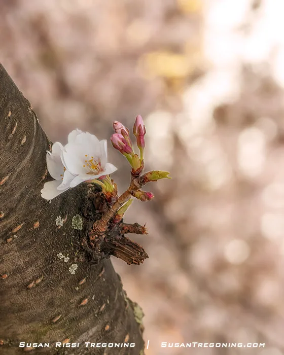 A single white cherry blossom with yellow stamens blooms beside several pink buds on a small branch emerging from the tree’s bark, shown against a softly blurred background of pale spring colors.