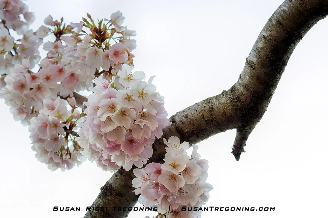 Clusters of pale pink cherry blossoms in full bloom on a tree branch, set against a bright sky during the 2023 National Cherry Blossom Festival in Washington, DC.