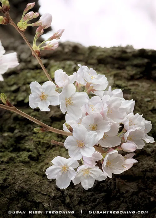 A detailed close‑up of cherry blossoms at peak bloom during the festival in Washington, DC.