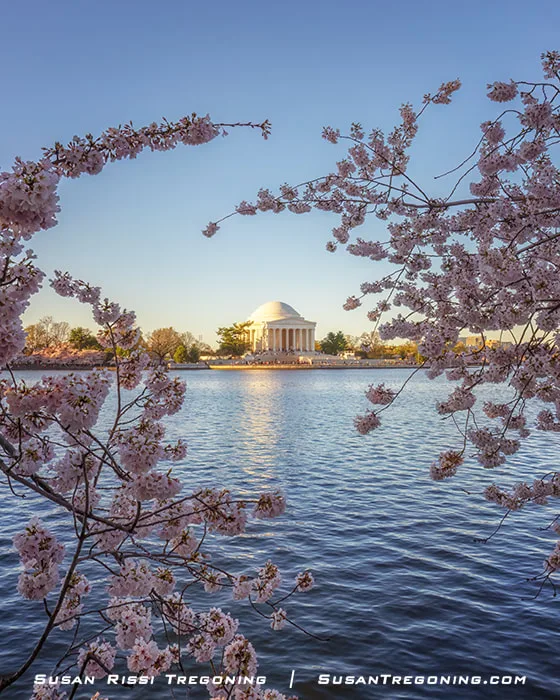 Branches of pink cherry blossoms in the foreground frame the Jefferson Memorial across the Tidal Basin during the 2023 festival.