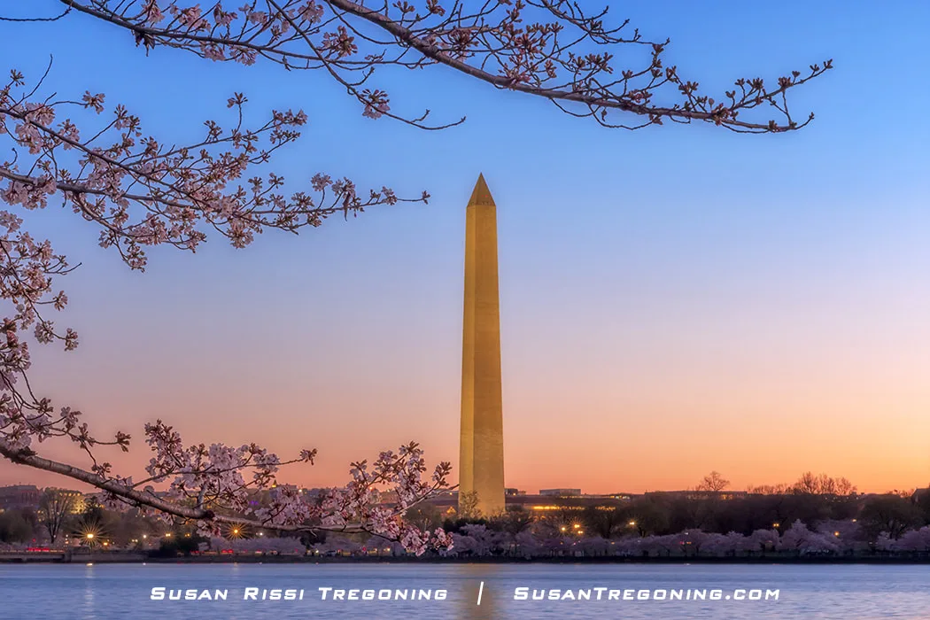 Cherry blossoms along the Tidal Basin frame a view of the Washington Monument at dawn during the 2023 National Cherry Blossom Festival in Washington, DC.