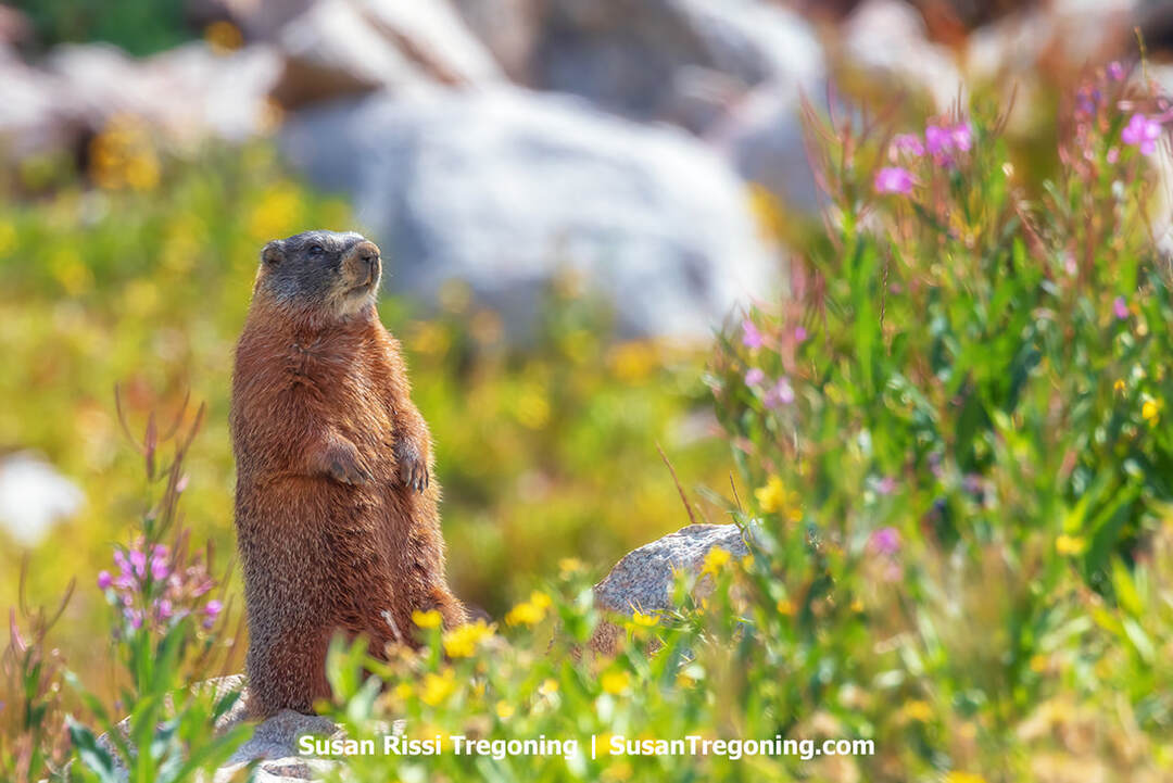 A marmot standing upright on a rock surrounded by green vegetation and wildflowers, with blurred rocks and plants in the background.
