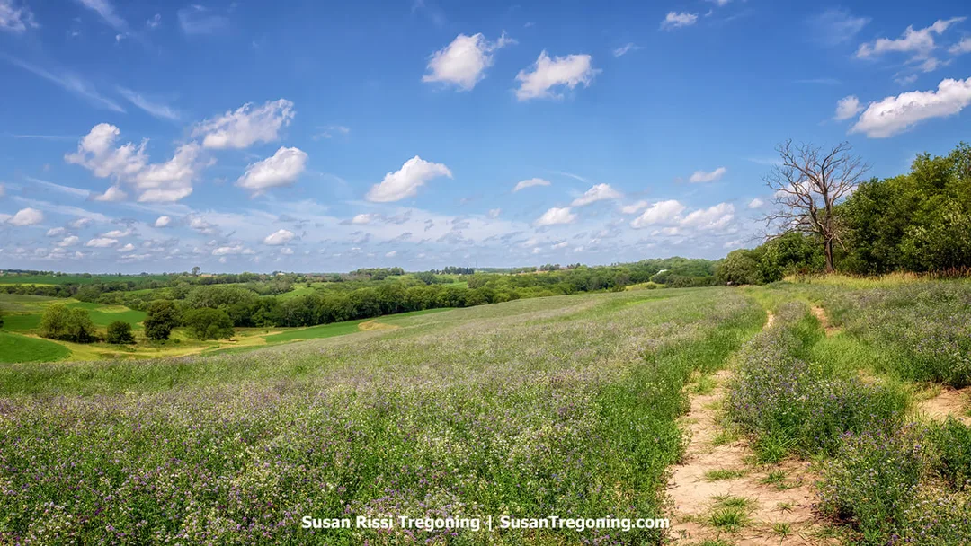 A lush carpet of clover covers the field above Ridge Road Hollow, nestled in Iowa’s Loess Hills.