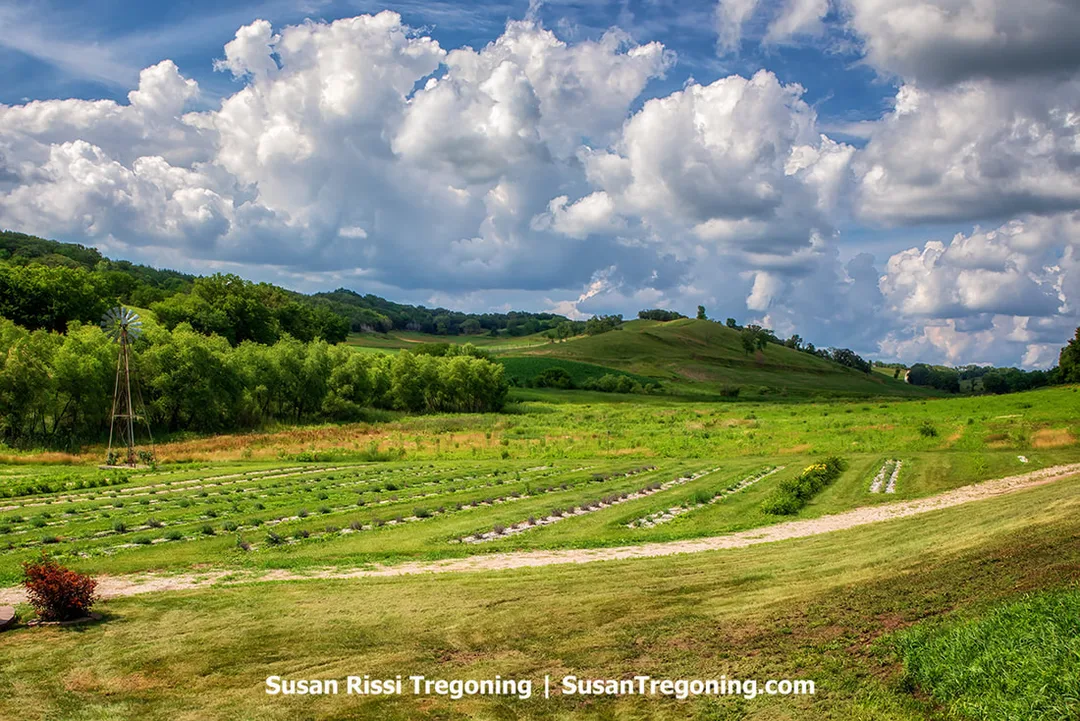 Nestled at the foot of the Loess Hills and situated on the byway spine of Loess Hills National Scenic Byway, the Loess Hills Lavender Farm boasts picturesque surroundings.