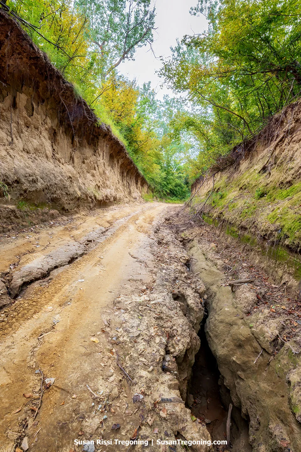 A view of erosion beneath Fulton Avenue showing exposed loess soil. Loess, made of coarse silt particles, becomes unstable when saturated, making it highly vulnerable to collapse and gully formation in this region.