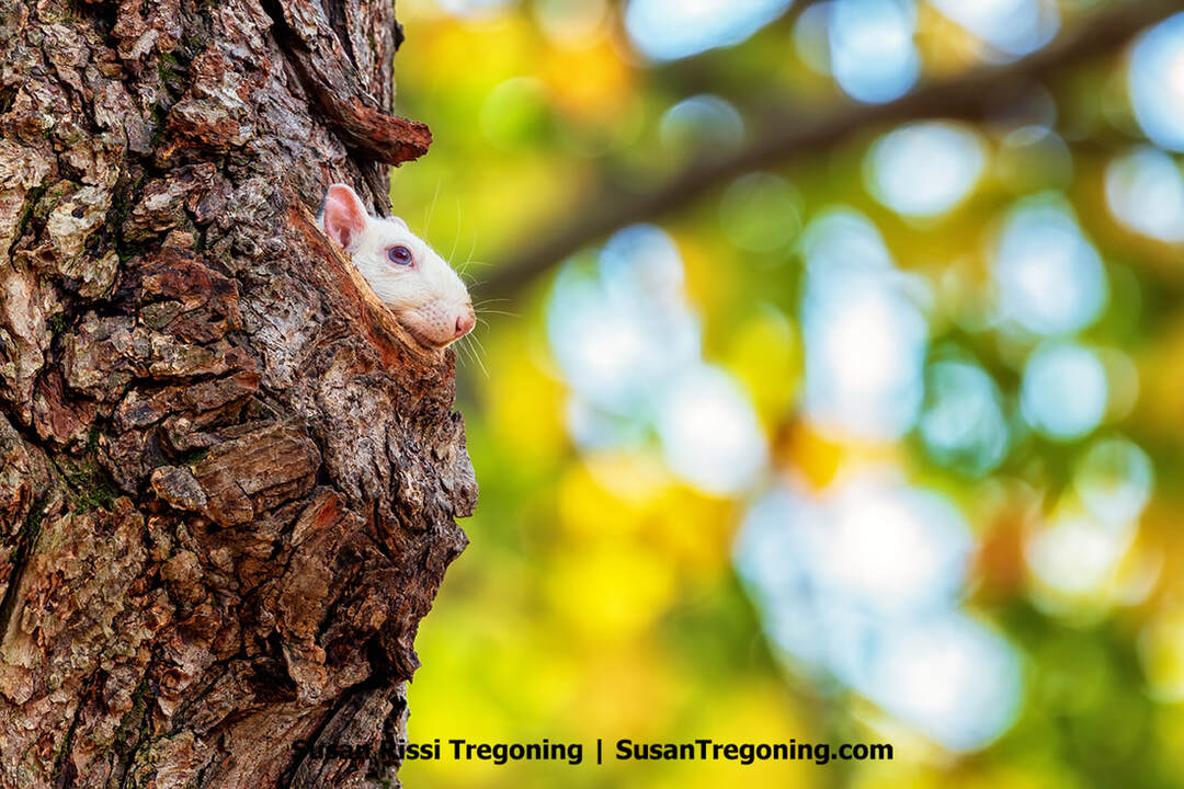 A rare white squirrel in profile, peeking out from its home in a knot hole in Olney, Illinois.