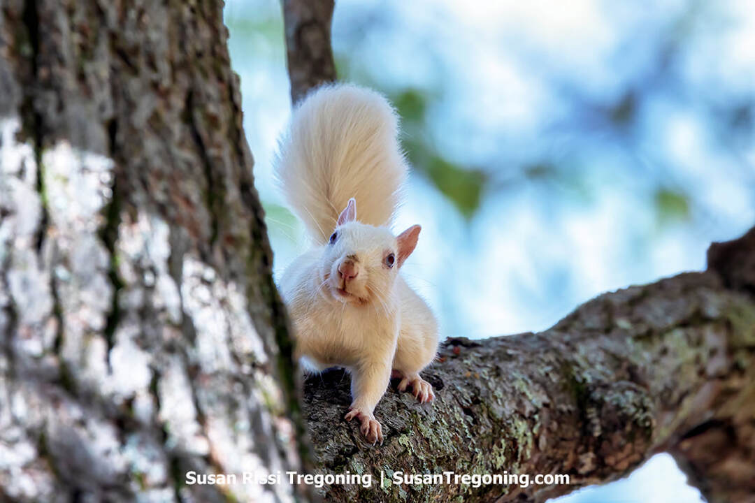 A curious, rare white squirrel poses on a tree branch in Olney, Illinois.
