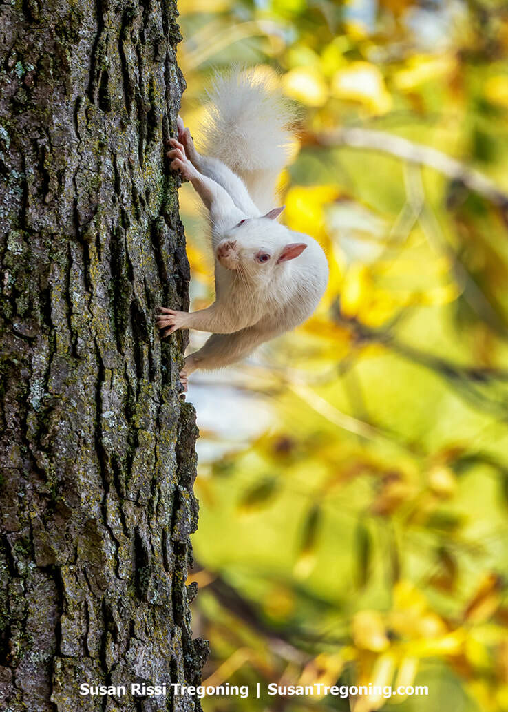 A curious, rare white squirrel stops mid-climb to pose on the side of a tree in Olney, Illinois.