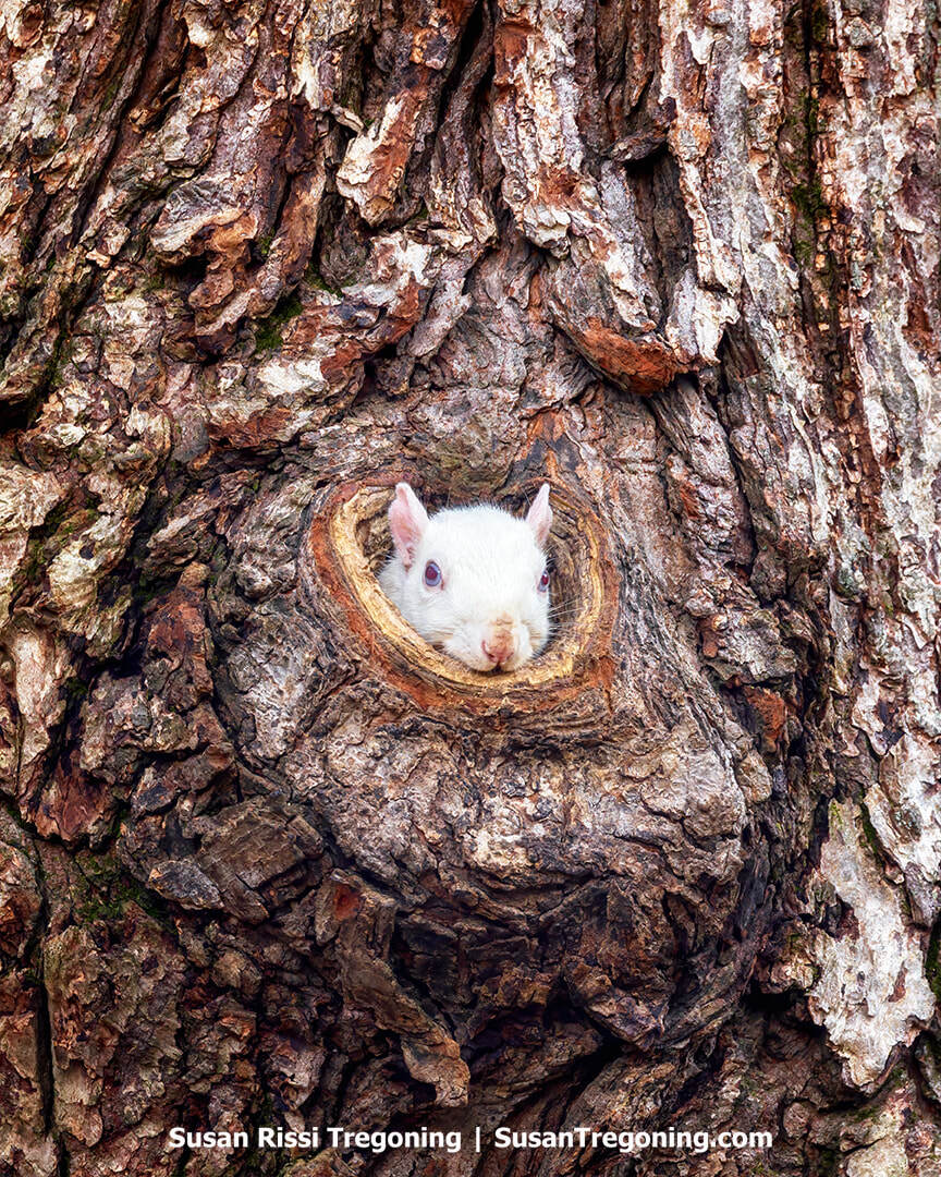 A rare white squirrel looks out from its home in a knot hole in Olney, Illinois.