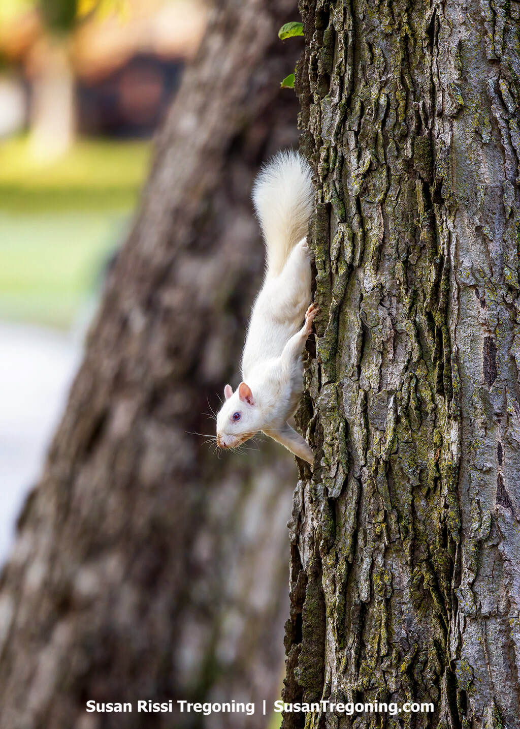 A white albino squirrel pauses while running down the side of a tree in Olney, Illinois. 
