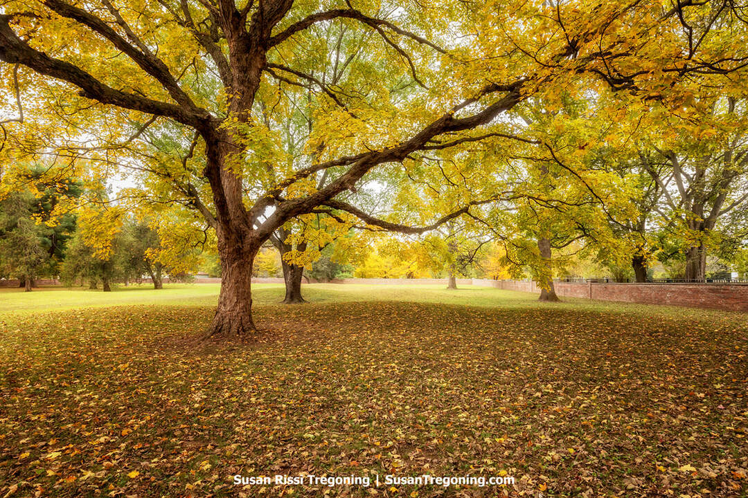 A row of tall trees with bright yellow autumn leaves lines a quiet park, their long shadows stretching across a carpet of fallen foliage. A brick wall runs along the right side of the scene, and soft afternoon light filters through the branches, creating a calm, golden atmosphere.