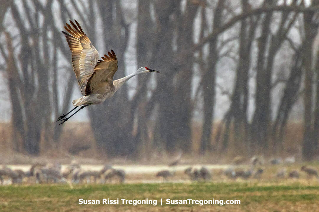 Wings outstretched, a Sandhill Crane takes flight from a Southern Indiana cornfield amidst heavy winter snow flurries. The bird's gray body and red forehead contrast sharply against the background. The flurries create a hazy effect, and the trees and cranes appear as soft, out-of-focus shapes in the distance.