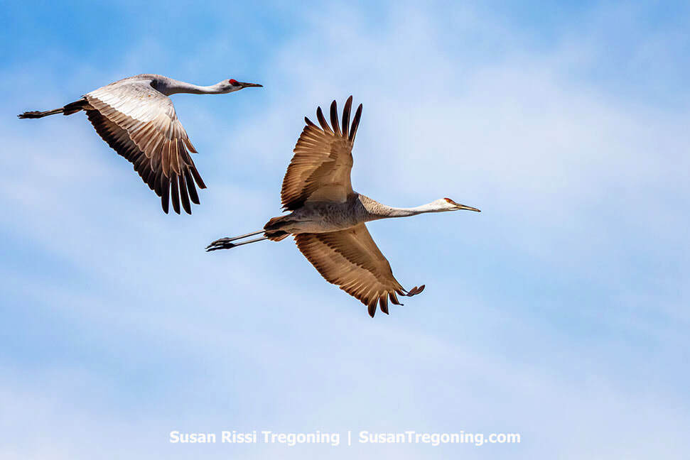 Two Sandhill Cranes glide across a soft blue-and-white sky. Photographed in Southern Indiana, it honors their stately yearly passage, capturing these tall, refined birds in mid-flight.