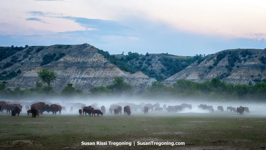 A herd of American bison grazes in a mist‑filled valley at Theodore Roosevelt National Park in North Dakota. The animals stand against rugged Badlands buttes under soft evening light, their dark silhouettes blending with drifting fog that creates a peaceful, wild atmosphere.