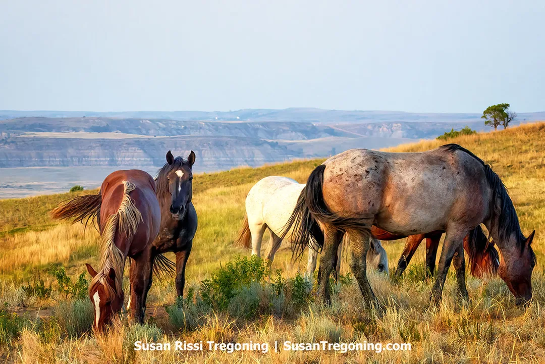 A small band of wild horses grazes on golden prairie grass near the Boicourt Overlook in Theodore Roosevelt National Park. Brown, black, and gray horses feed peacefully under warm evening light, with the rolling Badlands stretching into the hazy blue distance.