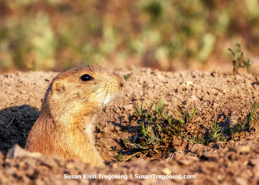 Close-up of a prairie dog emerging from its burrow in the soft, sunlit soil of Theodore Roosevelt National Park’s South Unit. The animal’s golden-brown fur glows in the warm light of early evening, surrounded by sparse green vegetation and textured earth.