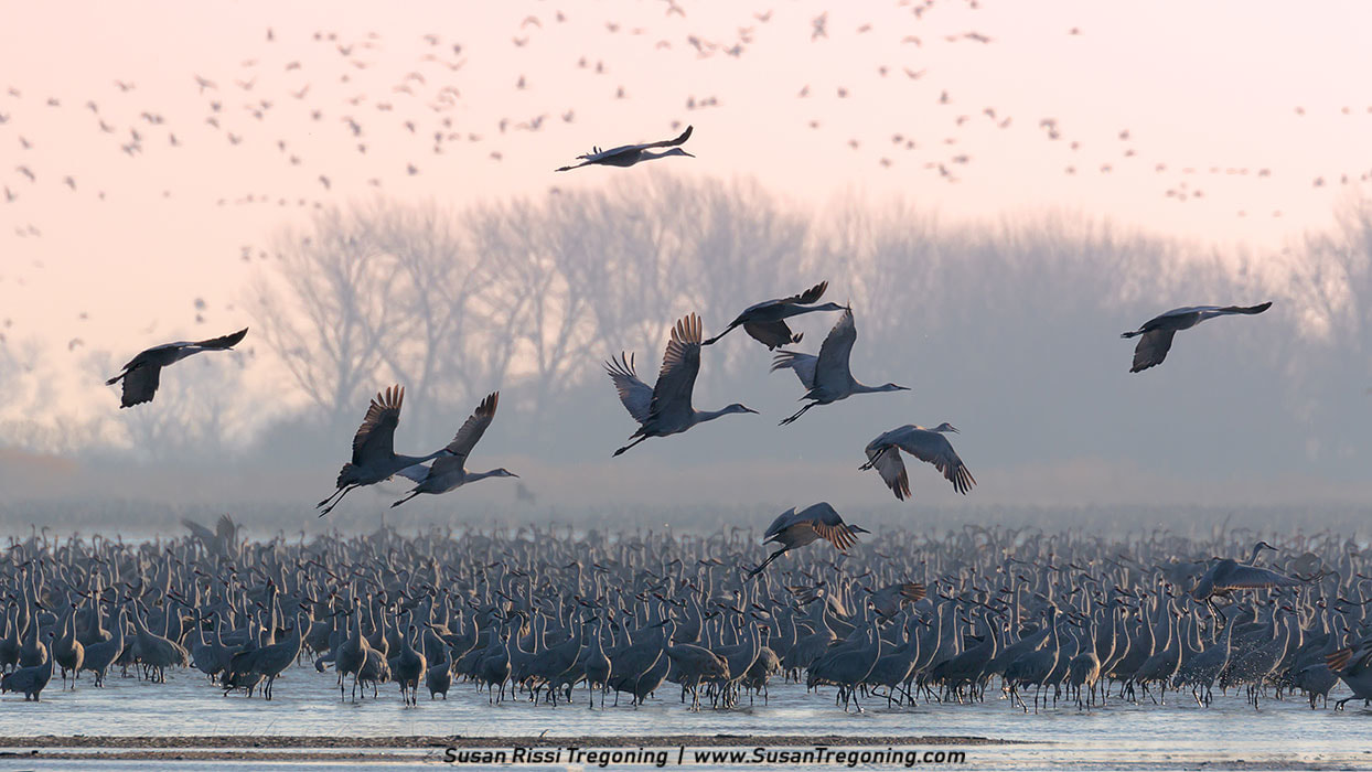 It is early morning on the Platte River and the huge congregation of Sandhill Cranes are just starting to fly from the roost as the pink fades from the sky. 